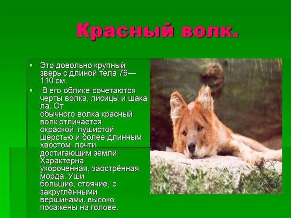 Животные дополнительная информация. Сообщение о животном занесенном в красную книгу россии. рассказ о животных красной книги. животное из красной книги россии сообщение. животные из красной книги сообщение 3 класс.