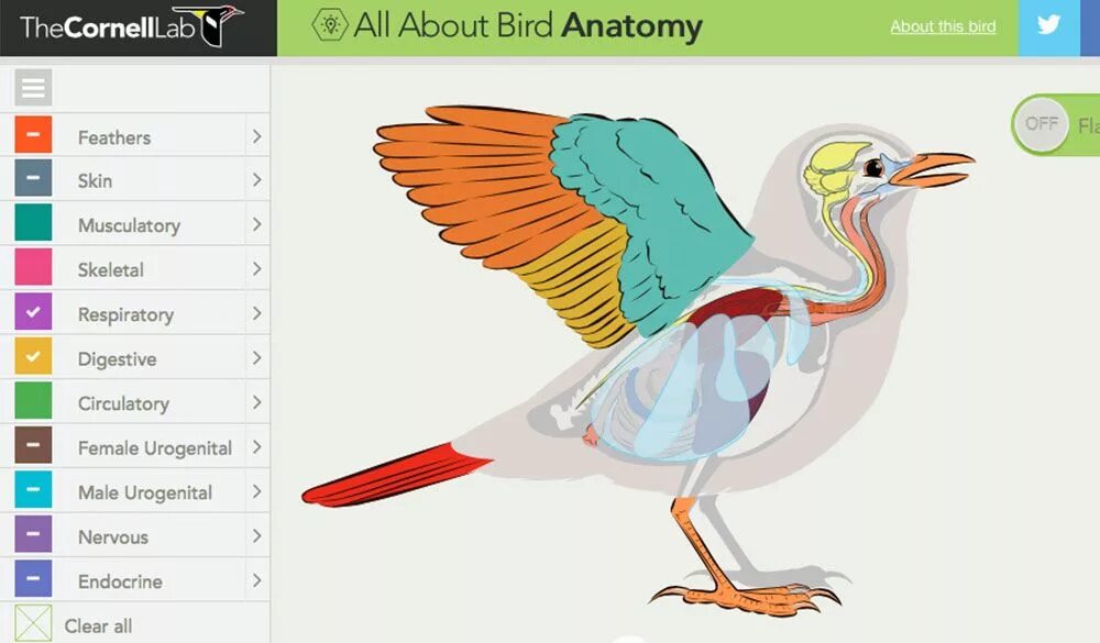 Bird academy. Фон орнитология. Птица анатомия арт. Robin референс птицы. Id sparrow.