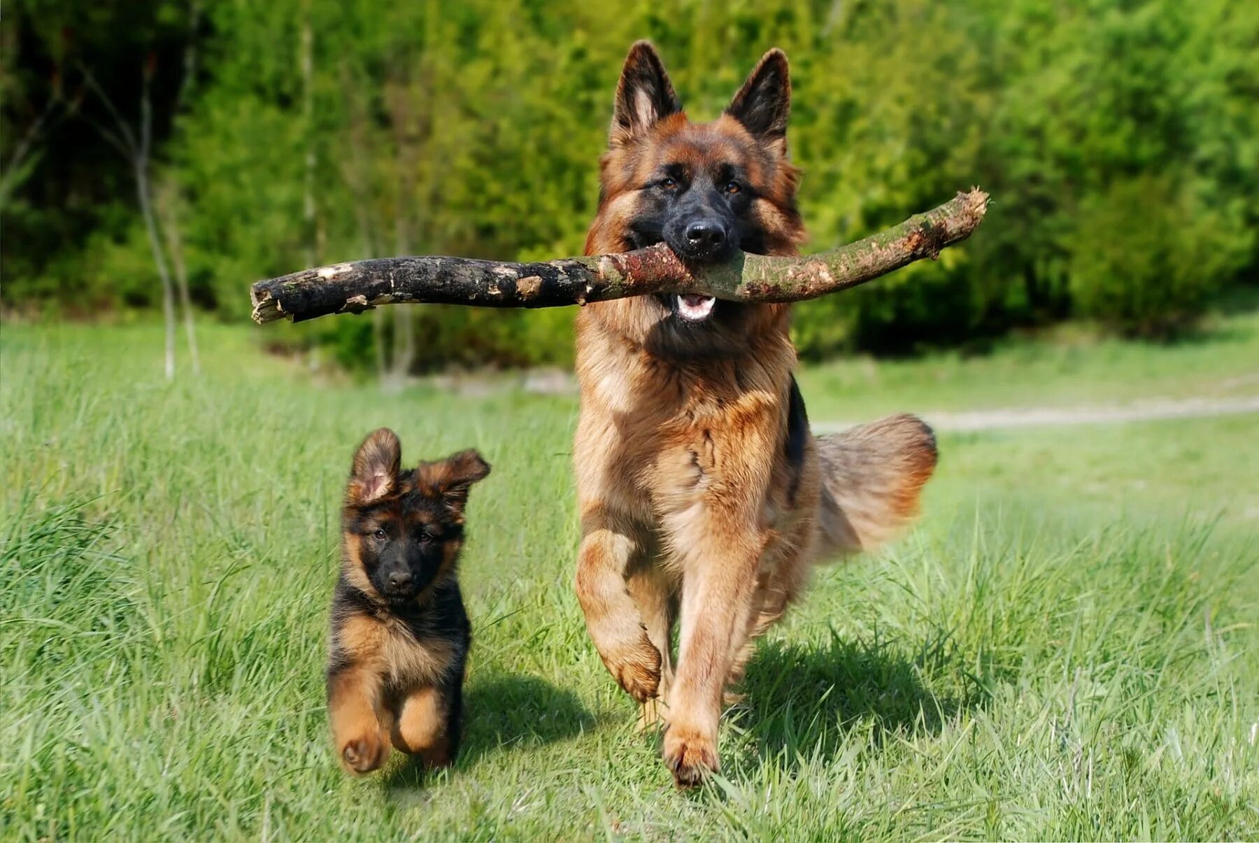 Немецкая овчарка продолжительность жизни. German Shepherd немецкая овчарка. Джерман Шеферд. Лапкинс немецкая овчарка. Немецкая овчарка Шеферд щенки.