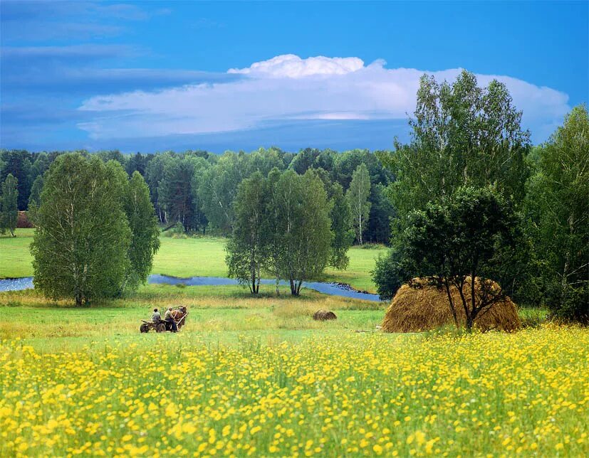 Красочное село. Родные просторы Пушгоры панорама. Пушгоры береза. Родные просторы природа родного села. Луга Белоруссии.