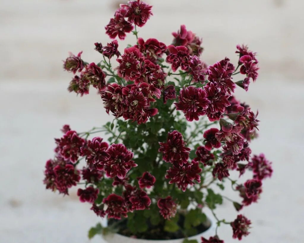 Quantock double diamond пеларгония. пеларгония ангел quantock double dymond. пеларгония махровая quantock double dymond. пеларгония quantock double dymond. герань quantock double diamond.