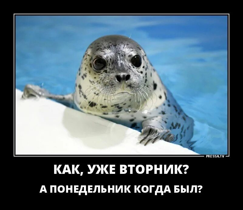 Вторник без понедельника. Шутки про вторник. приколы про вторнвторник. уже вторник. анекдот про вторник.