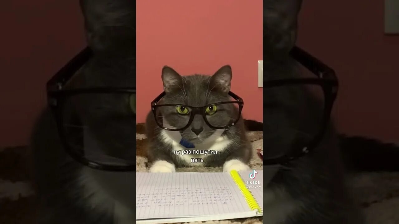 Если котики ходили в школу. Если бы коты ходили в школу. Котики в школе лотков. Геннадий Петрович котик школа котов