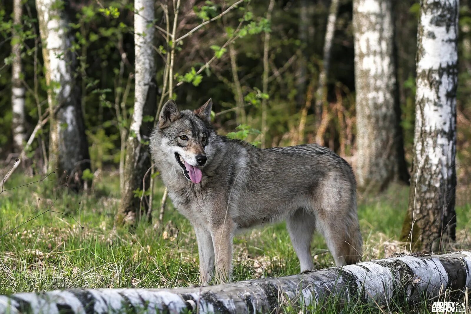 pikabu.ru in 2025 Wolf, Wild wolf, Animals