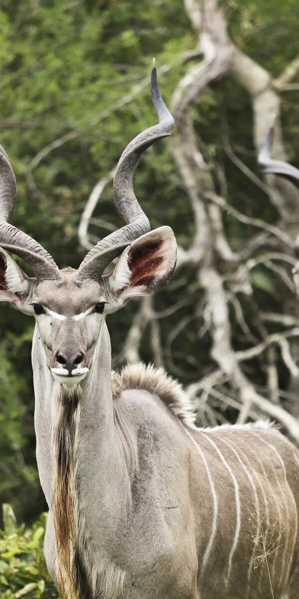 Вьющиеся рога. Антилопа kudu. винторогая антилопа куду. винторогий сайгак. парнокопытные с рогами.