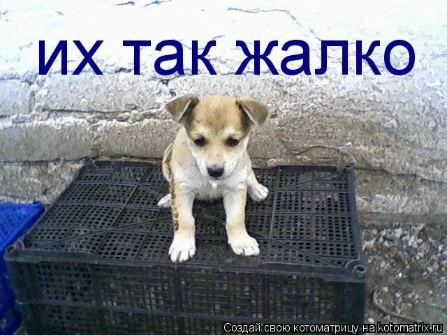 Жалко 10. Собачку жалко. Жаль собачку надпись. Так жалко. Собачку жалко Мем.