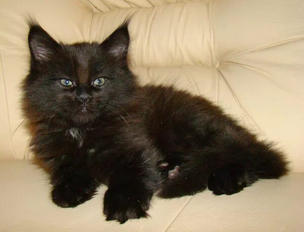 Кун 1 5. Котята мейн кун 1 год. Мейн кун рыжий котенок 5 месяцев. Кун 1 5. Поселок куна фото.