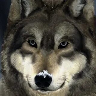 Выражение тамбовский волк