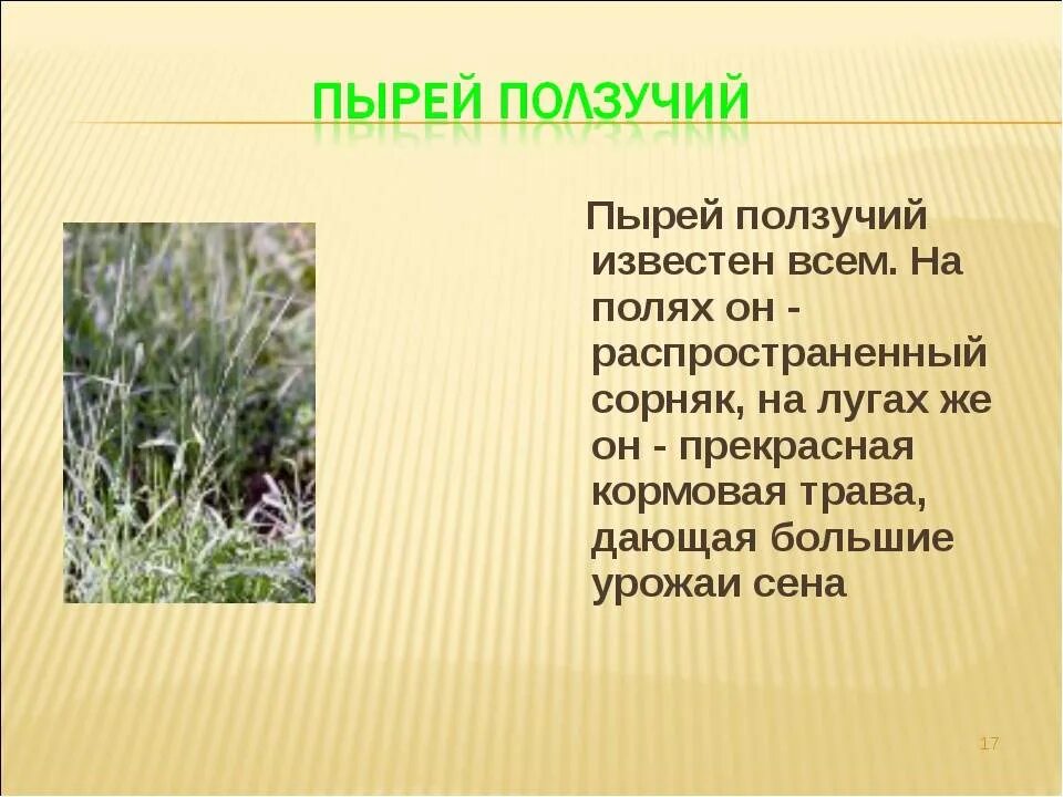 Маленькие вещи, за которые можно полюбить OS X Lion - Лайфхакер