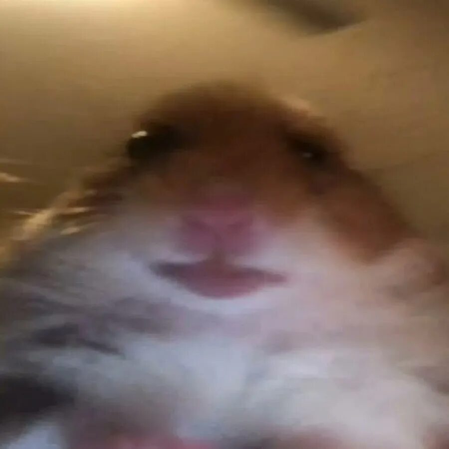 Хомяк в камере. Хомячок с вентилятором. Хомяк тт. Орущий хомяк. Угарный хомяк.