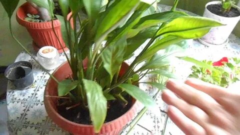 Видео пересадки спатифиллума