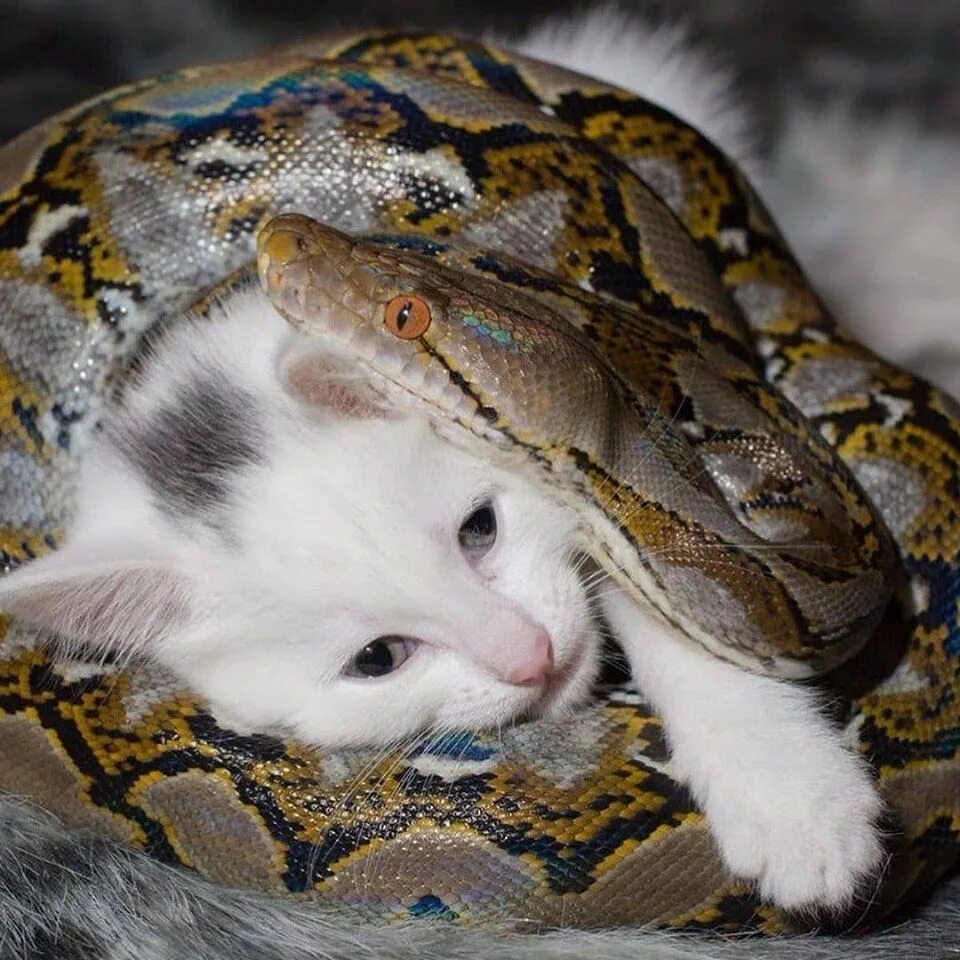 Rabbit snake 3