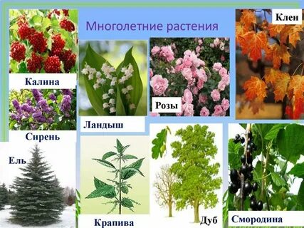 Деревья и кустарники многолетние растения