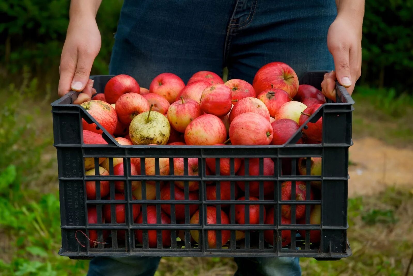 Сбор яблок. Сбор урожая. Ящик с яблоками. Яблоки в саду.