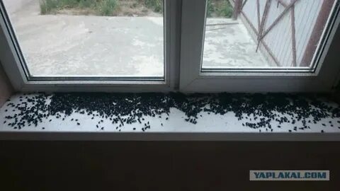 Большие мухи на балконе