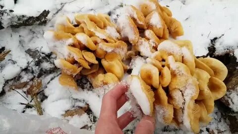 Фламулина зимний