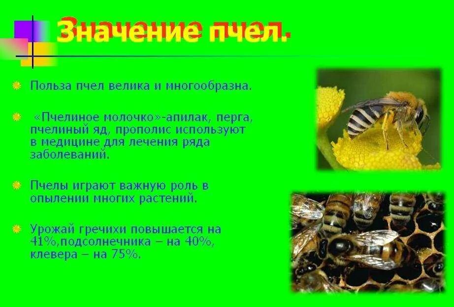 Пчелы на какой вопрос отвечает. Пчелы на какой вопрос отвечает