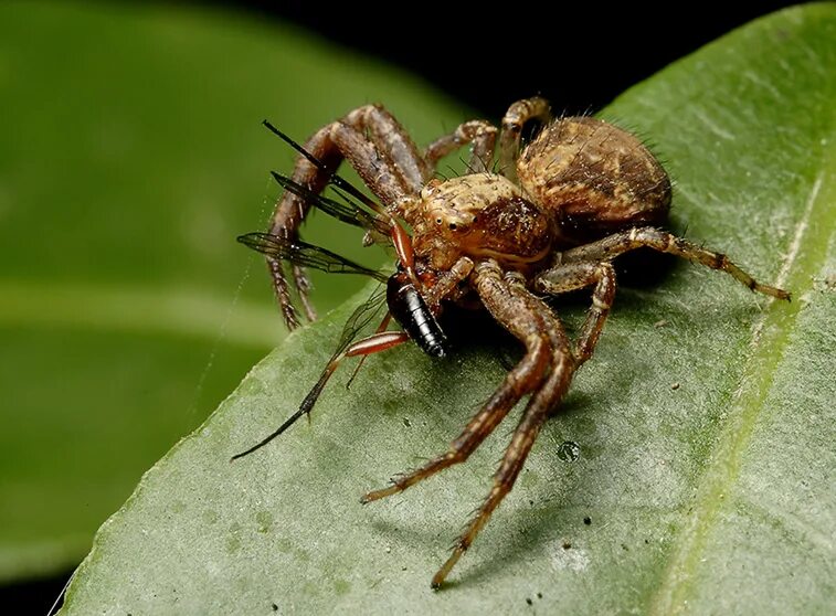 Паук и жертва. Lysurus Arachnoideus. Как ест паук свою жертву. Halogeton Arachnoideus mog.-tand. Беспозвоночные пауки