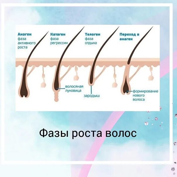 Результаты роста волос. Анаген катаген телоген волос. Фазы роста волоса брови. Фазы роста волос шугаринг. Анаген катаген телоген ресницы.