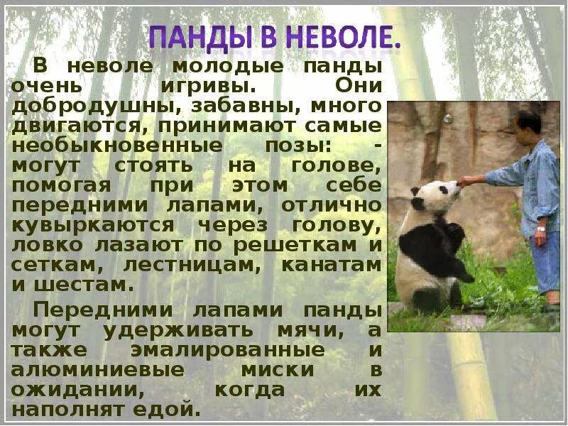 Большая китайская панда - презентация для начальной школы - скачать презентацию