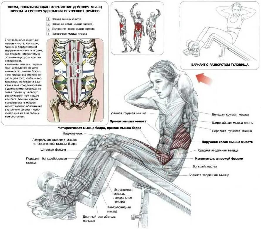 Поперечная мышца живота как накачать. Упражнения для пресса скручивание техника выполнения. Мышцы пресса упражнения схема. Упражнения для пресса описание мышц. Скручивание на мышцы брюшного пресса.