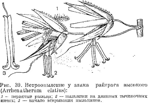 У березы опыление с помощью ветра. Перистые рыльца пестиков ветроопыляемые. пыльца ветроопыляемых растений. опыление растений ветром. цветок ветроопыляемого растения рисунок.