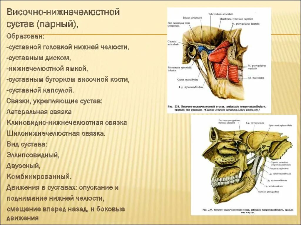 Синовиальная мембрана височно нижнечелюстного сустава. Клиновидно нижнечелюстная связка височно нижнечелюстного сустава. Связки ВНЧС анатомия. ВНЧС классификация сустава.