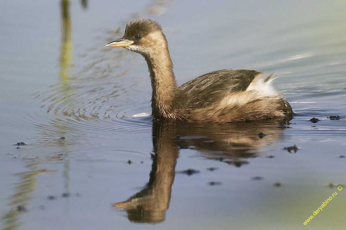 Free Images : nature, wildlife, reflection, beak, fauna, birds, vertebrate, corm