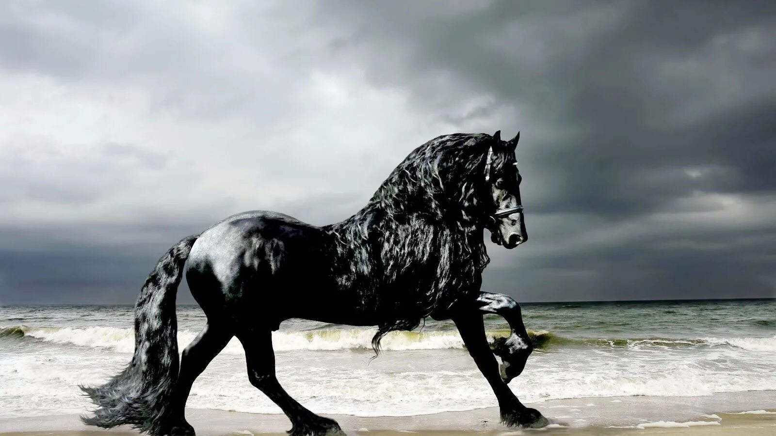 Черный конь песня. Фризский жеребец Фредерик Великий.