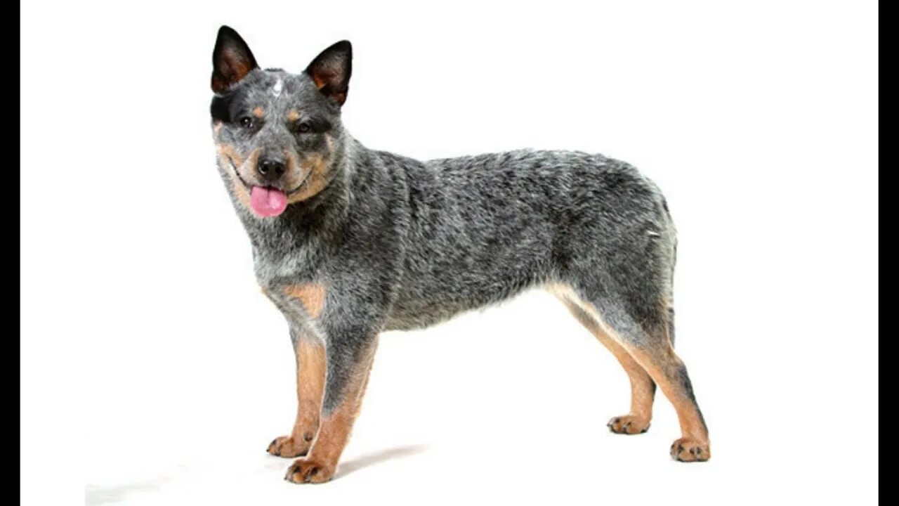 Australian dog. Австралийская пастушья собака хилер красный. Австралийский хилер кеттл-дог. Австралийский хилер щенки. Australian dog.