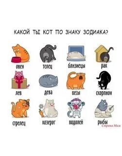 Какой ты кот