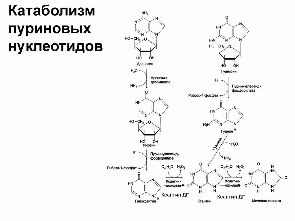Катаболизм пуриновых нуклеотидов в организме человека. Конечный продукт катаболизма пуриновых нуклеотидов. Схема катаболизма пуриновых нуклеотидов. Катаболизм пуриновых нуклеотидов до мочевой кислоты.