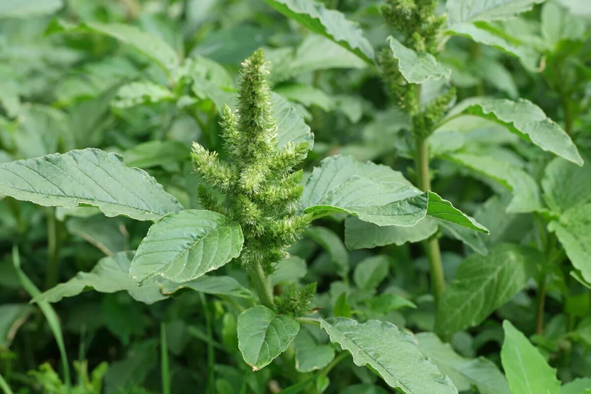 Сорняк обыкновенный. Щирица запрокинутая Amaranthus retroflexus. Лебеда щирица. Амарант сорняк щирица. Амарант запрокинутый щирица обыкновенная.