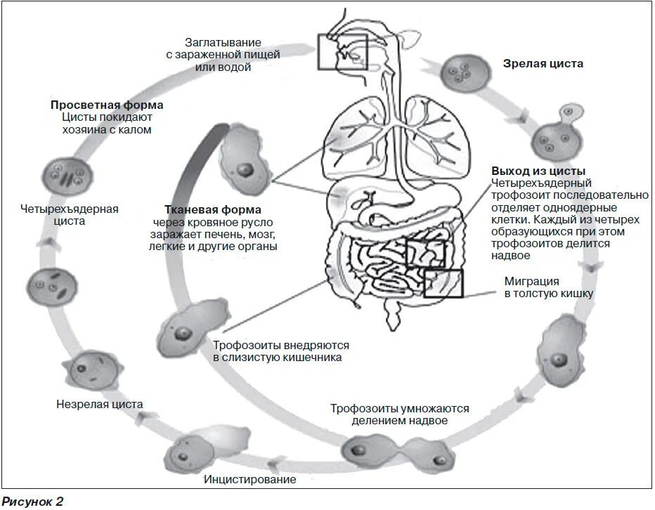 Стадии жизненного цикла цисты. Амебная дизентерия цикл развития. Цикл развития дизентерийной амебы. Жизненный цикл дизентерийной амёбы. (Entamoeba histolytica).. Жизненный цикл дизентерийной амебы схема.