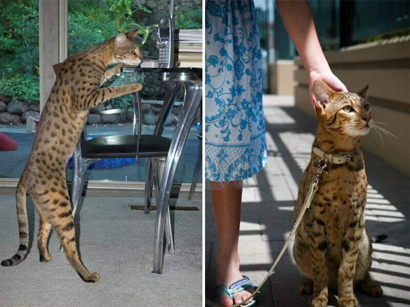 Названия крупных кошек. Мейн кун Ашера. Ашера (кошка). Кот Ашера фото. Большая кошка порода Ашера.
