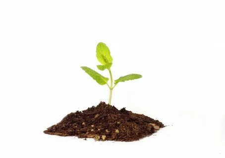 Think plant
