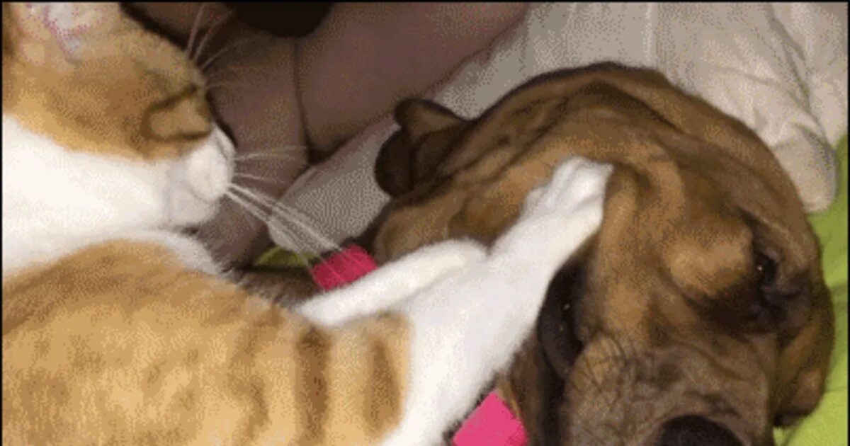 Почему кот делает массаж лапками. Кошачий массаж gif. массаж коту. собачку гладят по голове.