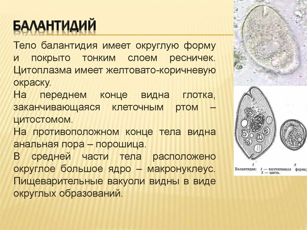 1 простейшие были открыты. Балантидия инфузория характеристика. Циста балантидия строение. Кишечный балантидий морфология. Цисты балантидия Тип класс.