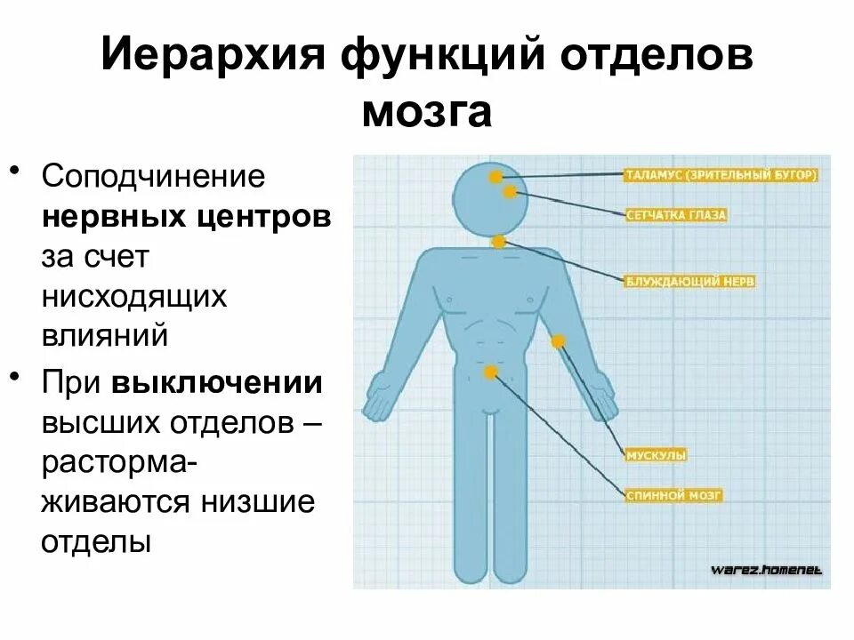 Иерархического соподчинения элементов нервной системы. Иерархия нервных центров. Иерархия функций мозга. Соподчинение нервной системы. Иерархическое соподчинение элементов нервной системы.