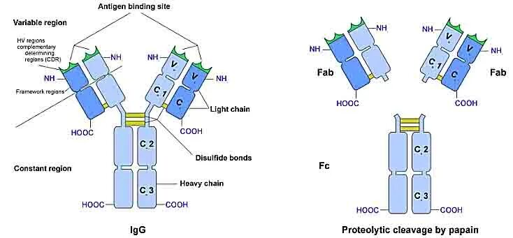 Фрагменты иммуноглобулинов. Fab и FC ФРАГМЕНТЫ антител. Fab-фрагмент антитела. FC фрагмент иммуноглобулина. Fab фрагмент иммуноглобулина.