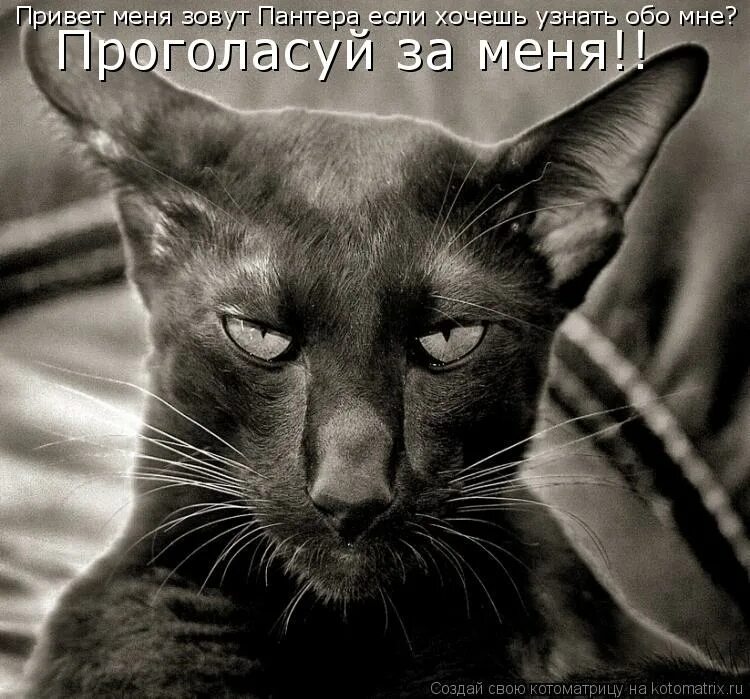я не знаю что написать. ржачные комменты. кошки со смыслом. нет настроения картинки. короче мне нужно найти.