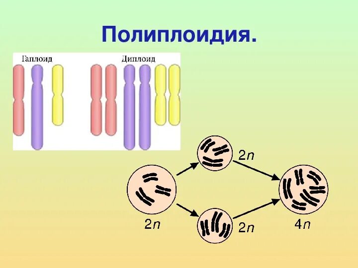 Обнаружение кратно увеличенного набора хромосом в клетках. Полиплоидия. полиплоидный набор хромосом это. образование полиплоидных клеток. тетраплоидный набор хромосом.