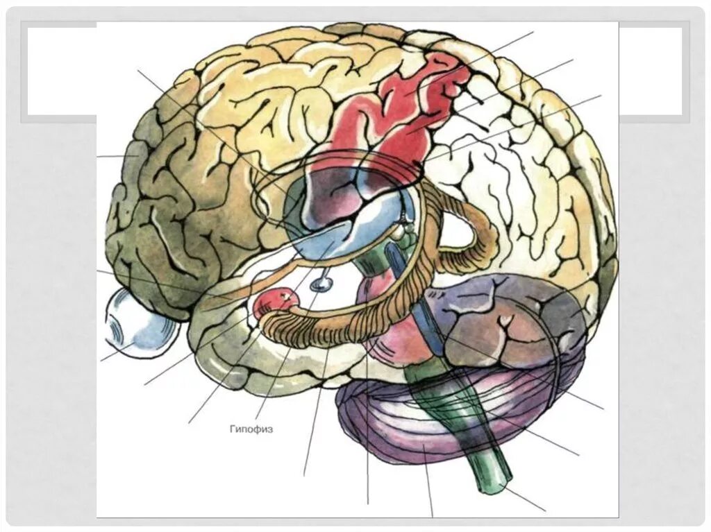 В мозгу есть область. Анатомия мозга человека атлас. Нервная система головного мозга атлас. Атлас коры головного мозга.