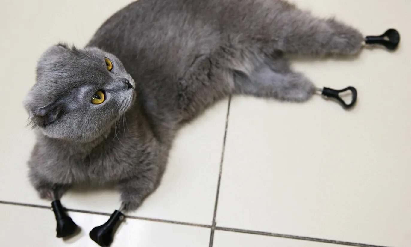 Кот отморозил лапы что делать. Кошка с протезами новосибирск. Кошка дымка новосибирск. Кот отморозил лапы что делать. Кошка дымка отморозила лапки.