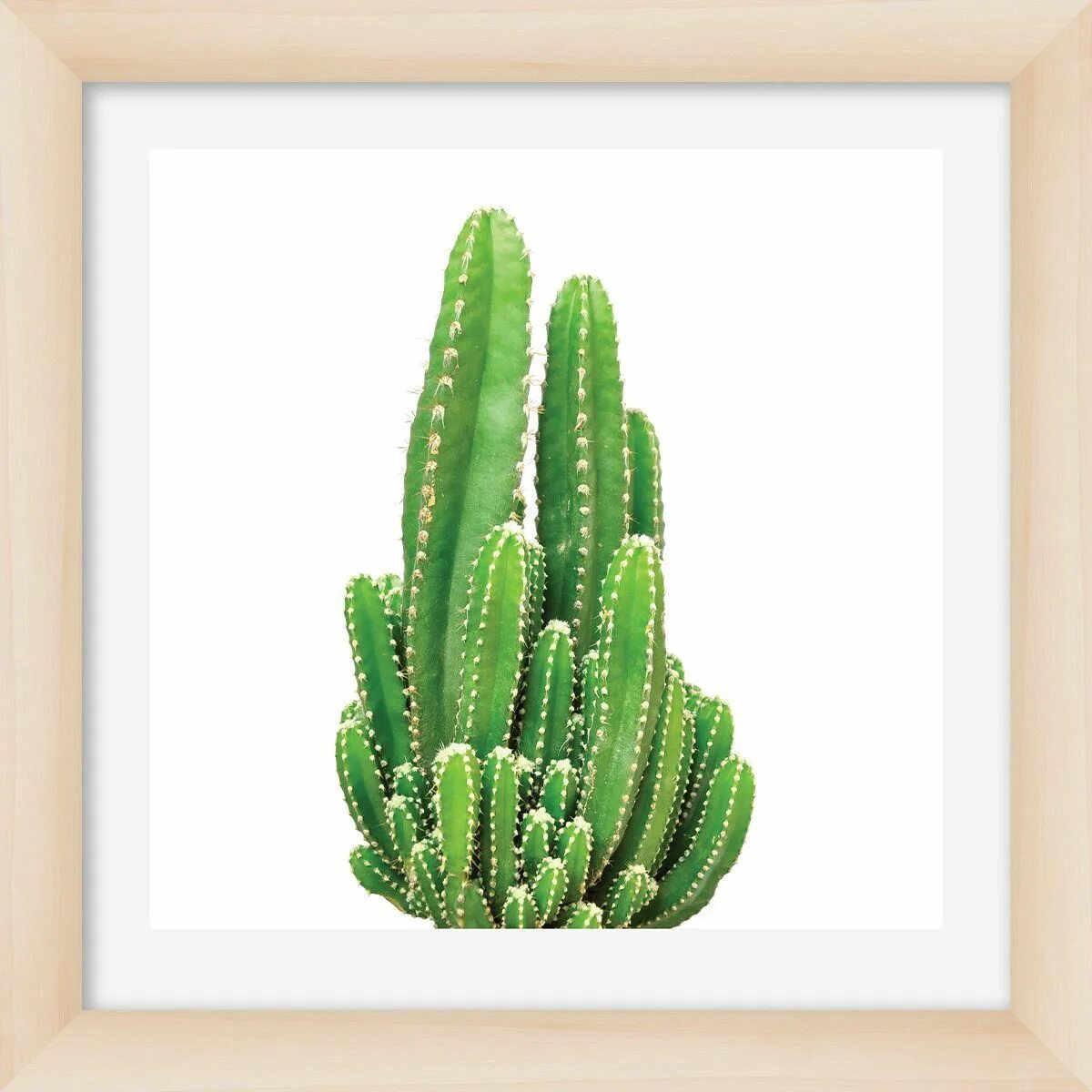 Cactus mc01