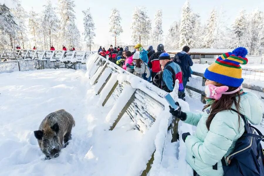 Северный зоопарк. Парк дикой природы Рануа Финляндия. Зоопарк Рануа в Финляндии. Зоопарк Рануа в Рованиеми. Арктический зоопарк Рануа.