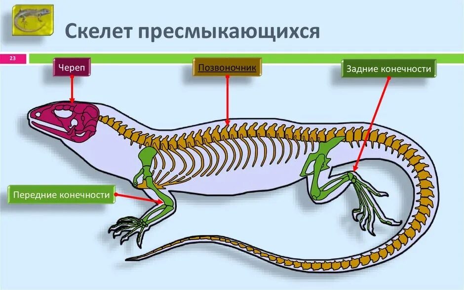 Строение скелета рептилий схема. Скелет ящерицы строение скелета. Скелет гаттерии. Скелет пресмыкающихся отделы позвоночника. Крестцовый отдел у пресмыкающихся.