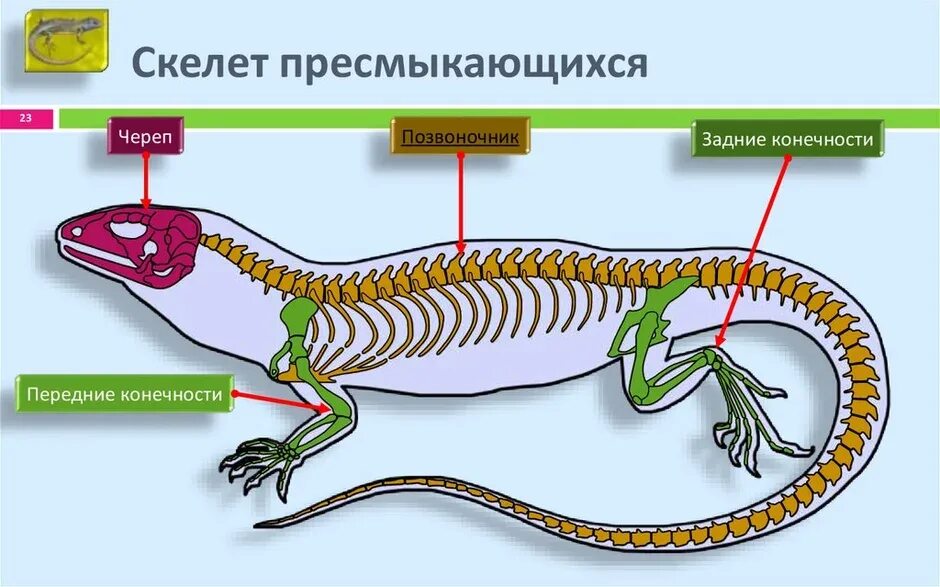 Скелет пресмыкающихся биология 7. Опорнодигательная система пресмыкающихся. Опорн двигательная система пресмык. Класс пресмыкающиеся скелет ящерицы.