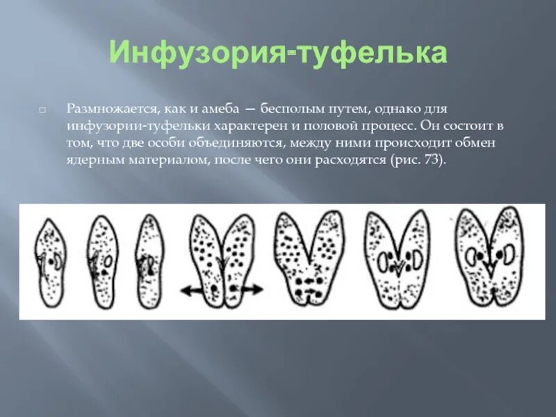 Размножение путем деления. Бесполое размножение инфузории туфельки. деление инфузории туфельки бесполое. размножение инфузории туфельки конъюгация. размножение амебы делением надвое.