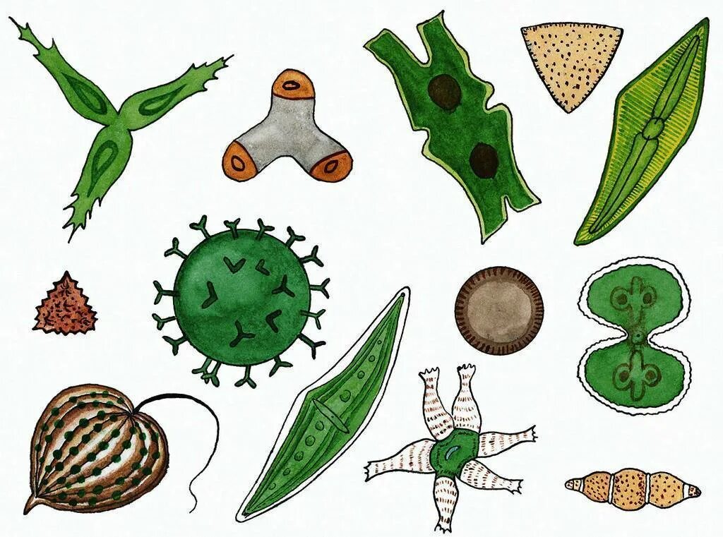 Одноклеточные водоросли 5 класс биология. Древние одноклеточные водоросли. Одноклеточные водоросли 6 класс биология. Простейшие одноклеточные водоросли.